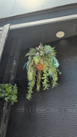 Plantas Decorativas Colgantes