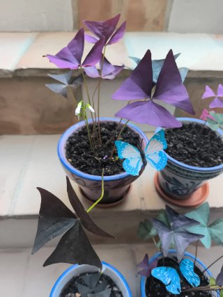 Oxalis maceta