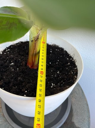 Platanera Musa Cavendish Darw