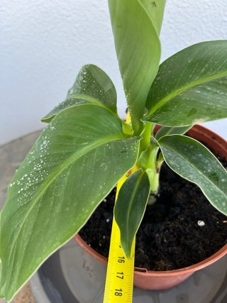 Platanera Musa Cavendish Darw