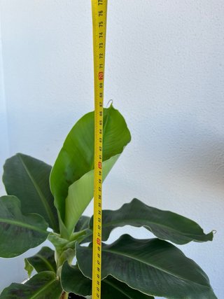 Platanera Musa Cavendish Darw