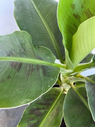 Platanera Musa Cavendish Darw
