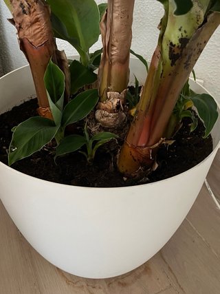 Platanera Musa Cavendish Darw