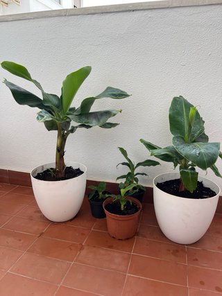 Platanera Musa Cavendish Darw