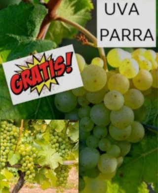 Lote Jardín Exterior