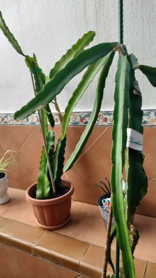 Pitayas en maceta - 10€ cada una