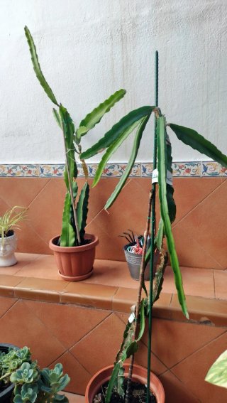Pitayas en maceta - 10€ cada una