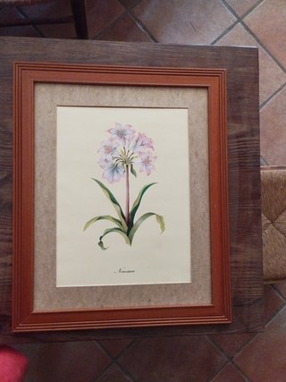 Cuadro de flor Narcissus y marco madera