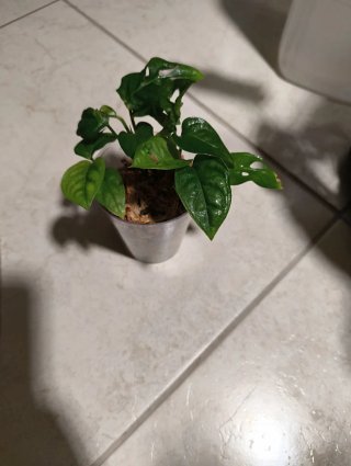 Monstera Adansonii Baby