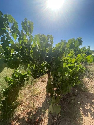 Terreno en venta en Pinós