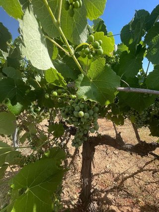 Terreno en venta en Pinós