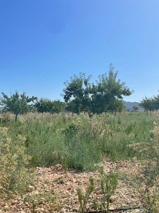 Terreno en venta en Pinós