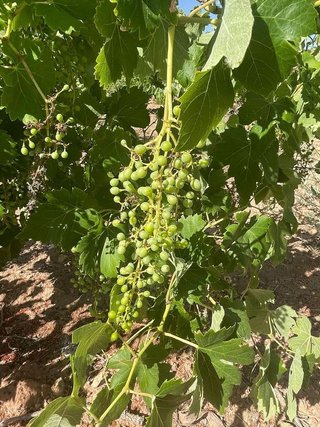 Terreno en venta en Pinós