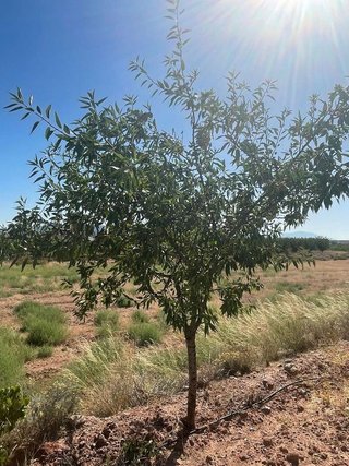 Terreno en venta en Pinós