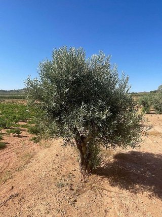 Terreno en venta en Pinós