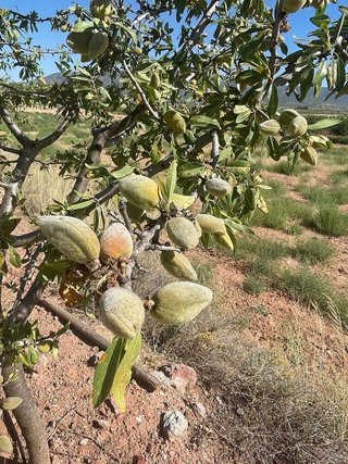 Terreno en venta en Pinós