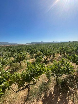 Terreno en venta en Pinós