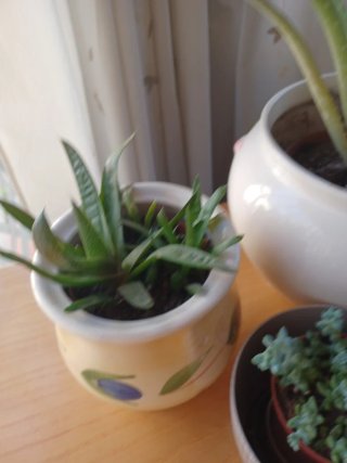 3 plantas con macetas