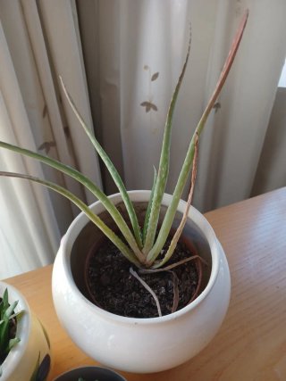 3 plantas con macetas
