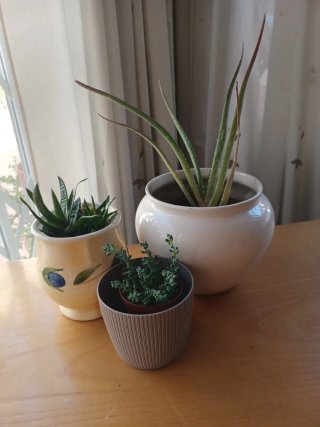 3 plantas con macetas