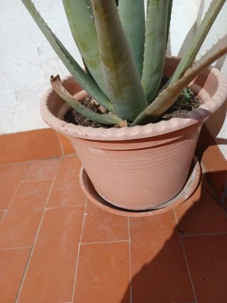 Planta Aloe vera con maceta