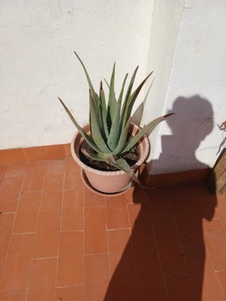 Planta Aloe vera con maceta