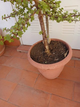 Planta Suculenta en Maceta