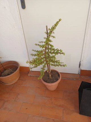 Planta Suculenta en Maceta