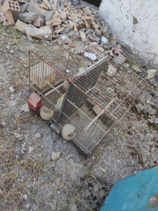 Lote Jaulas y Terreros Pájaros y jaula con soporte