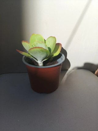 Kalanchoe thyrsiflora Planta Suculenta