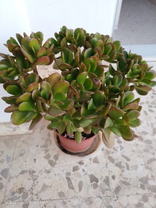 Suculenta Jade en maceta