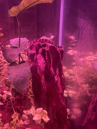 Peces de acuario