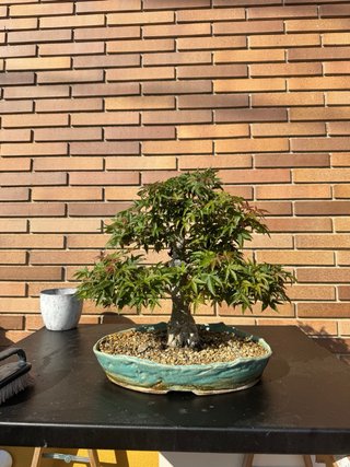 Bonsái Acer Japonés Deshojo Rojo