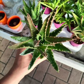 Aloe Vera e Maculata