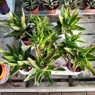 Aloe Vera e Maculata