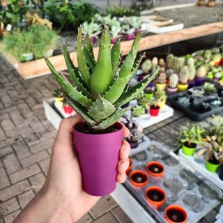 Aloe Vera e Maculata