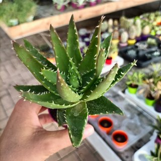 Aloe Vera e Maculata