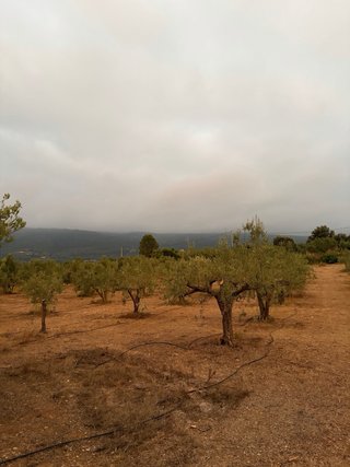 Terreno con olivos y casa de aperos