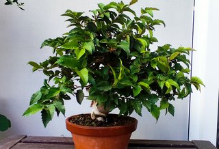 Bonsai Carpe Koreano Shohin