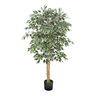 Albero Ficus Artificiale 150 cm con Vaso Nero