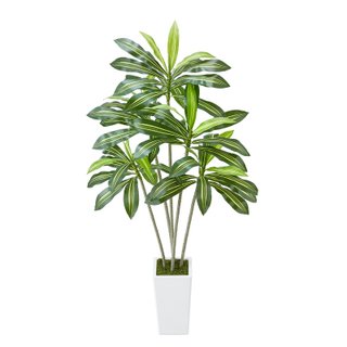 Dracena Finta da Pavimento con Vaso Alto Bianco