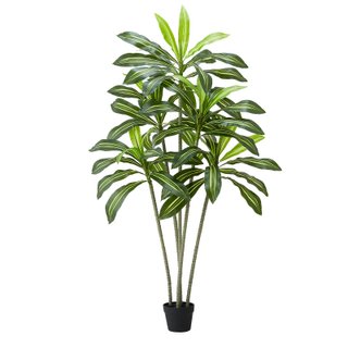Dracena Finta da Pavimento con Vaso Alto Bianco