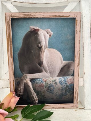 Cuadro rosa envejecido galgo en cojín de flores