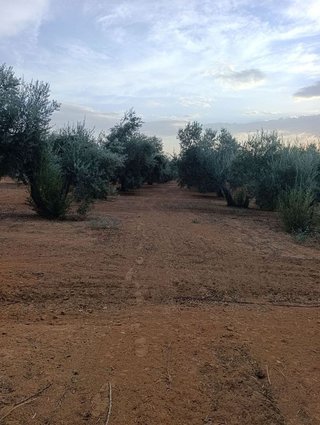Terreno en venta en Bailén