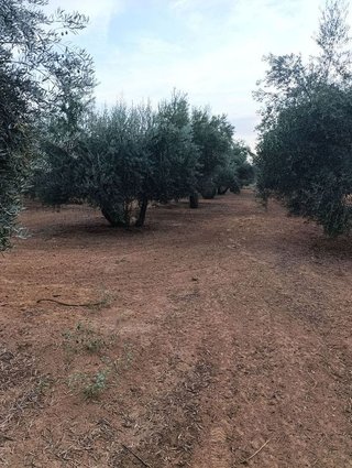 Terreno en venta en Bailén