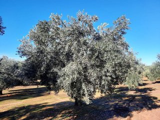 Terreno en venta en Bailén
