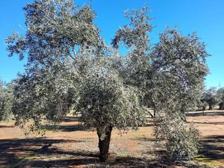 Terreno en venta en Bailén
