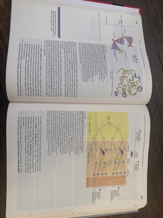Bioquimica 2 ed