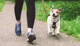Paseos para perro en Algete