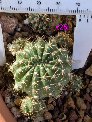 Lobivia Sa104